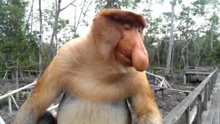 Big nose monkey in Borneo [upl. by Attebasile29]