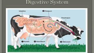 Monogastric Vs Ruminant digestion  Part 2 [upl. by Yknarf169]