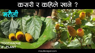 हेला गरिएकाे जडिबुटी मरहठी  Marethi  Toothache Plant  Maruti Medicinal Herbs of Nepal Jadibuti [upl. by Hpseoj]