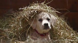 Budweiser quotLost Dogquot Superbowl 2015 Commercial THE FEELS [upl. by Orlina]