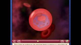 Malaria Life Cycle of Plasmodium [upl. by Etnasa]