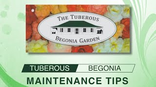 Tuberous Begonias  Maintenance Tips [upl. by Ardnahs]