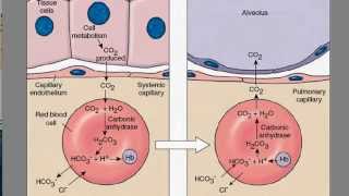 Carbon Dioxide Transport [upl. by Uon]