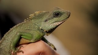 4 Facts about Chinese Water Dragons  Pet Reptiles [upl. by Walling]