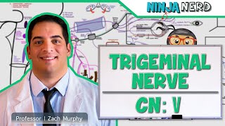 What Causes Trigeminal Neuralgia [upl. by Accissej276]