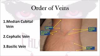 Phlebotomy The Order of Veins [upl. by Bang]