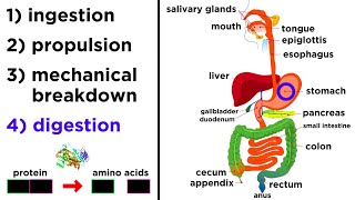 The Digestive System [upl. by Ciel]