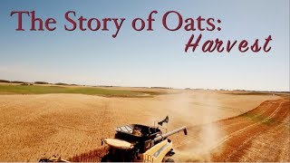 Story Of Oats Harvest [upl. by Hoem]