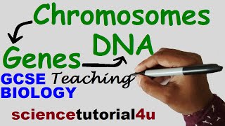 DNA CHROMOSOMES GENES amp ALLELES GCSE Science Biology [upl. by Nollat]