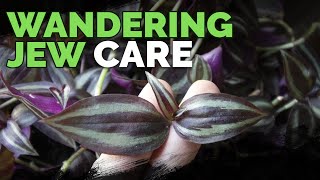 Wandering Jew Plant Care Growing Tradescantia Zebrina [upl. by Debra161]