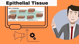 Epithelial Tissue for beginners [upl. by Ehrsam267]