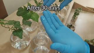 How to propagate Ivy plants in water [upl. by Acirehs]