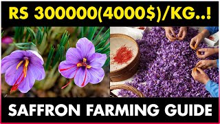 SAFFRON FARMING  Cultivation Irrigation Harvesting and Drying  How to grow Saffron at Home [upl. by Inahc]