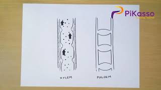 How to Draw Xylem and Phloem [upl. by Marlon959]