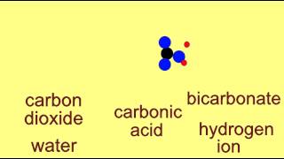 BICARBONATE BUFFER SYSTEM [upl. by Arabeila54]