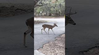 OP Schnabel Park Deer San Antonio Texas [upl. by Flora54]