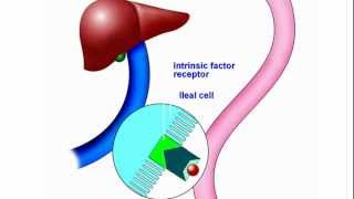 Vitamin B12 New Understanding and Approach to an Old Problem [upl. by Nedap]