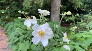 Anemone x hybrida Honorine Joubert Japanese Anemone  EASY BEGINNER PLANT  LATE SEASON FLOWERS [upl. by Gaut]