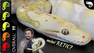 Super Dwarf Reticulated Python The Best Pet Snake [upl. by Barncard]