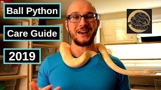 Ball Python Complete Care Guide [upl. by Ilhsa]