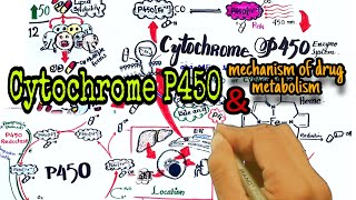 Cytochrome P450 drug metabolism  Pharmacology  mechanism of CYP drug metabolism [upl. by Alick]