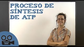 Proceso de síntesis de ATP [upl. by Kcirddot]