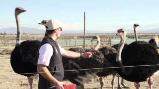 American Ostrich Farms Kickstarter Campaign Full video [upl. by Kinzer921]