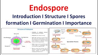 Endospore  Introduction  Structure  Spore formation  Germination  Significance [upl. by Thomasa870]