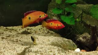 Hemichromis guttatus Kpoglu [upl. by Conti]