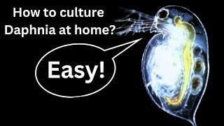 BEST Live Fish Food Beginner guide How to Culture Daphnia at home [upl. by Girovard]