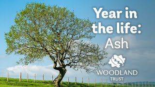 A Year in the Life of an Ash Tree  Woodland Trust [upl. by Georgette146]