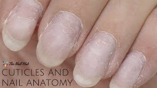 Cuticles amp Nail Anatomy [upl. by Aicenek]