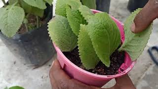 PropagateGrow Mexican mintCuban OreganoColeus Amboinicus Easily Using Stem CuttingLeaves [upl. by Nomyaw]