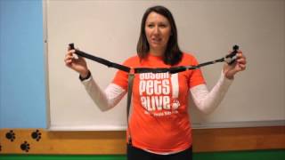 Easy Walk Harness Training Video [upl. by Delogu]