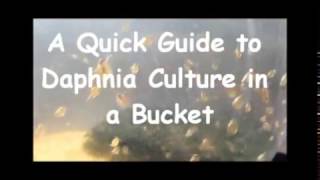 How to culture daphnia outside [upl. by Nauwtna654]