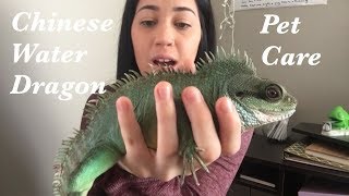 What You NEED to Know About Chinese Water Dragons [upl. by Pinzler]