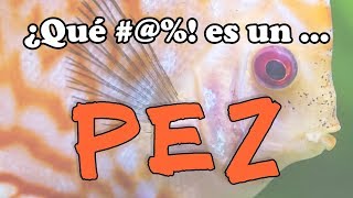 ¿Qué  es un PEZ [upl. by Ahcilef592]