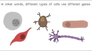 DNA Chromosomes amp Genes [upl. by Enneiviv304]