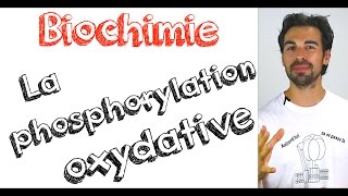 Cours de biochimie la phosphorylation oxydative [upl. by Lefton766]