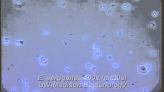 How to Prepare a Wet Mount  MCCC Microbiology [upl. by Crutcher]