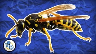 Why Do Wasps Attack  Reactions QampA [upl. by Nettirb]