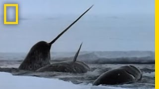 The Narwhals Mysterious Tusk  National Geographic [upl. by Sallie]