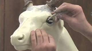 Installing a Deer Taxidermy Eye [upl. by Riella]