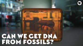 Can We Get DNA From Fossils [upl. by Ydnik]