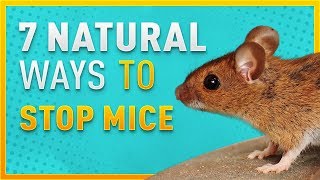 7 Natural Ways To Stop Mice From Entering Your Home [upl. by Sellig]