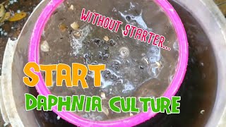 How to culture daphnia moina the easy way 1  Starting the Daphnia culture [upl. by Fiden]