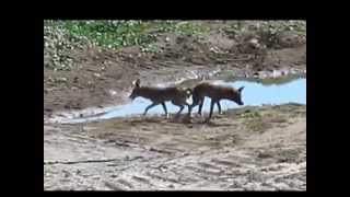 Mating Coyotes Become Stuck Litterally Inseparable [upl. by Ujawernalo]