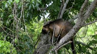 Lumholtz Treekangaroo in HD [upl. by Rosalinda578]