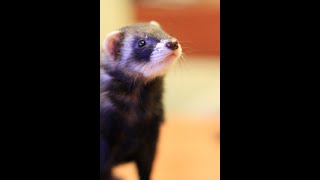 happy ferret dance [upl. by Mou]