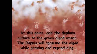 Daphnia  How to grow daphnia in your home [upl. by Havens432]